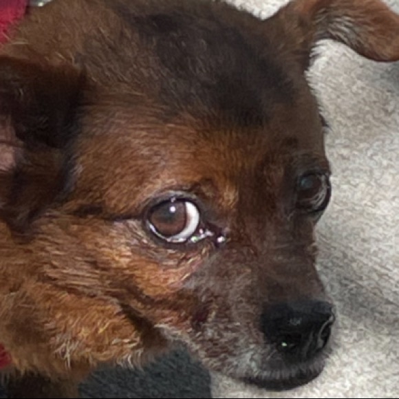 Meet your Posher, Josephine - Picture 1 of 1